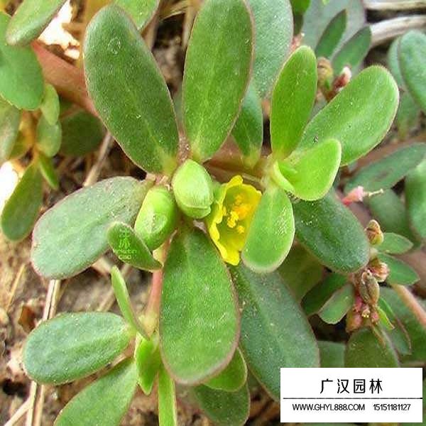 馬齒莧種子