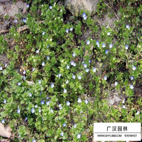 婆婆納種子(圖3)