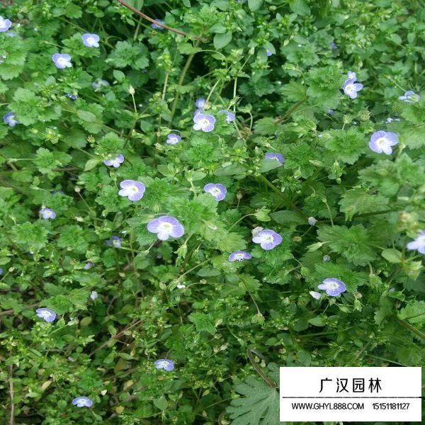 婆婆納種子(圖1)