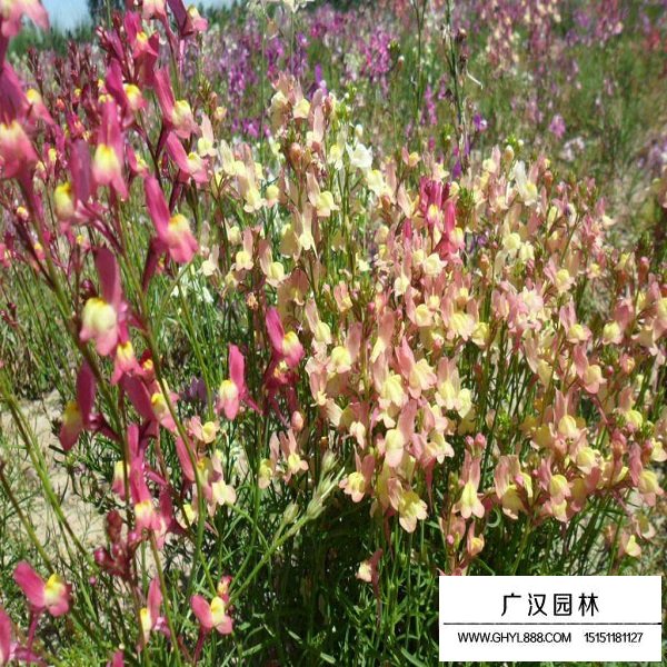 柳穿魚種子(圖4)