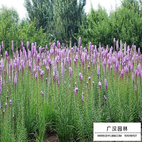 蛇鞭菊種子(圖1)