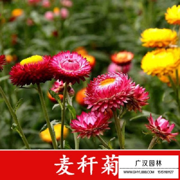 麥稈菊種子(圖1)