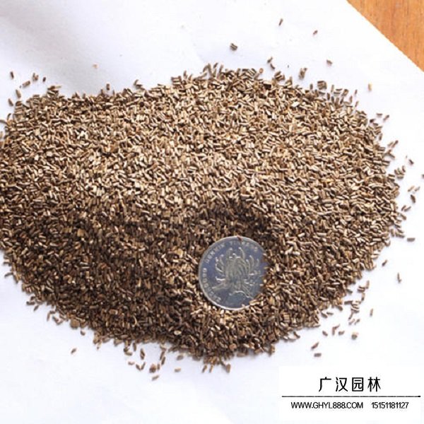 麥稈菊種子(圖2)
