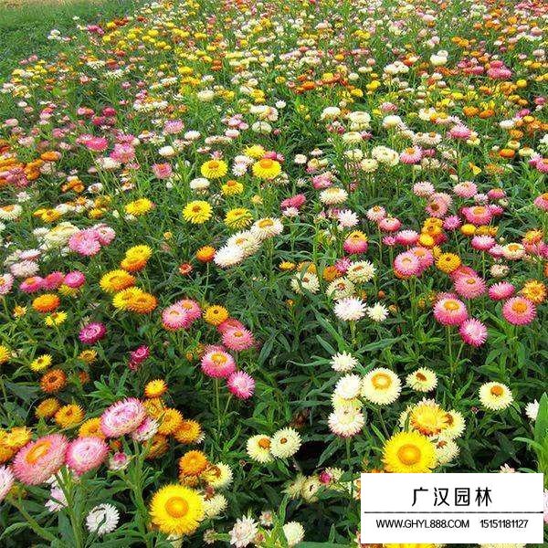 麥稈菊種子(圖3)