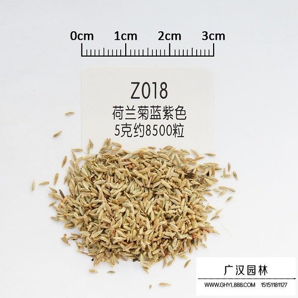 荷蘭菊種子(圖1)