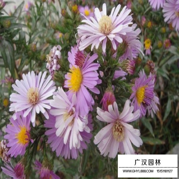荷蘭菊種子(圖4)
