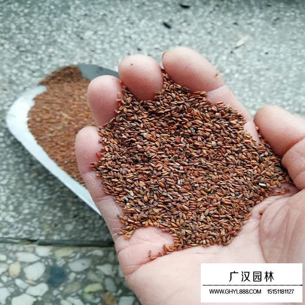 七里黃種子(圖1)
