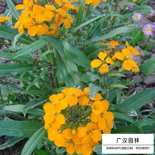 七里黃種子(圖3)