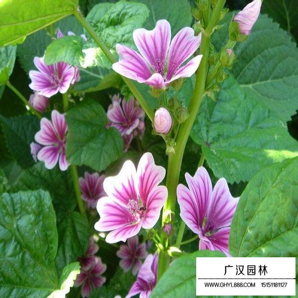 錦葵種子(圖3)