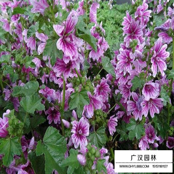 錦葵種子(圖4)