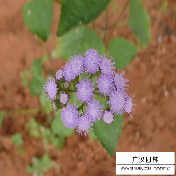藿香薊種子(圖4)