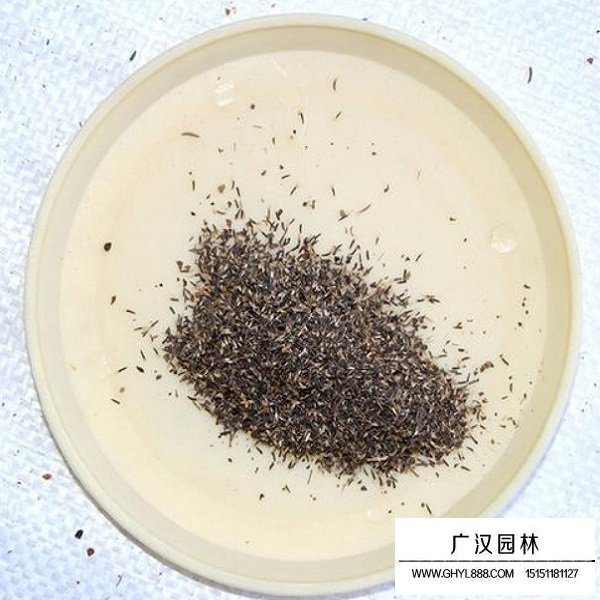 藿香薊種子(圖1)