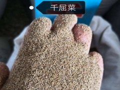 千屈菜種子