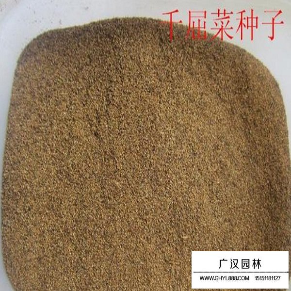 千屈菜種子(圖2)