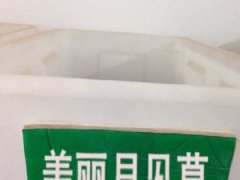 美麗月見草種子
