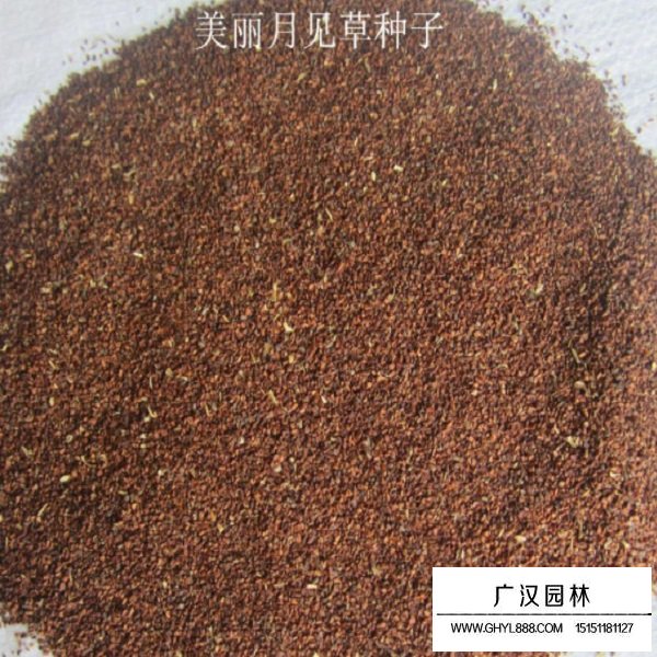 美麗月見草種子(圖2)