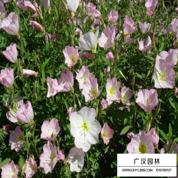 美麗月見草種子(圖4)