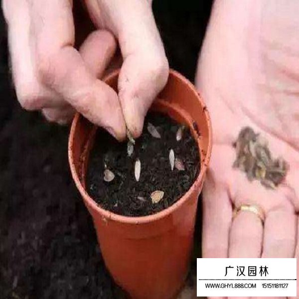 矮桿百日草種子(圖4)