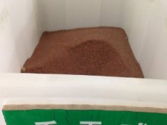 香雪球種子