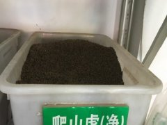 爬山虎種子