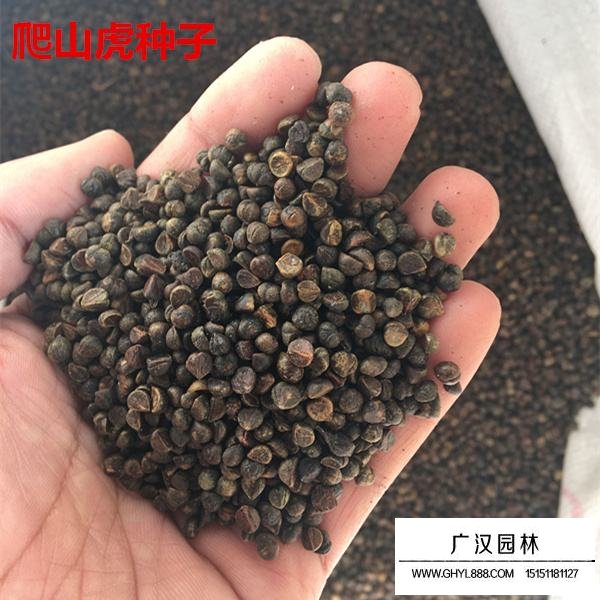 爬山虎種子(圖2)