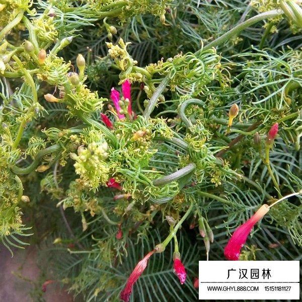 羽葉蔦蘿種子(圖2)