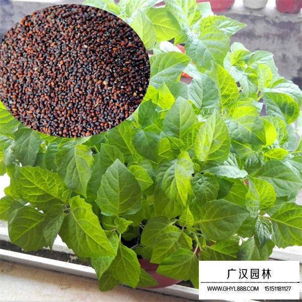 美國薄荷種子(圖1)