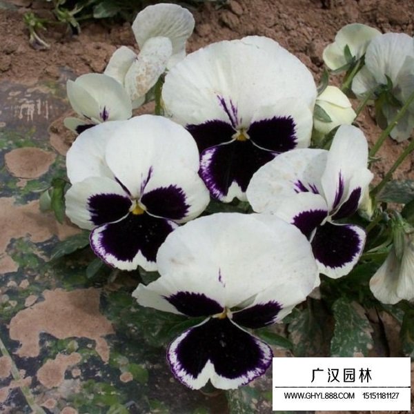 三色堇種子(圖3)