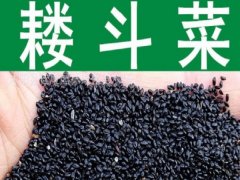 耬斗菜種子