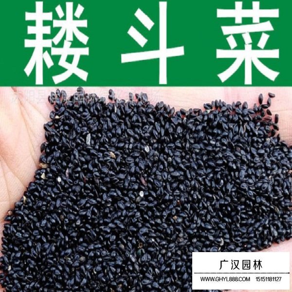 耬斗菜種子(圖1)