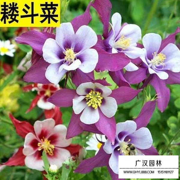 耬斗菜種子(圖2)