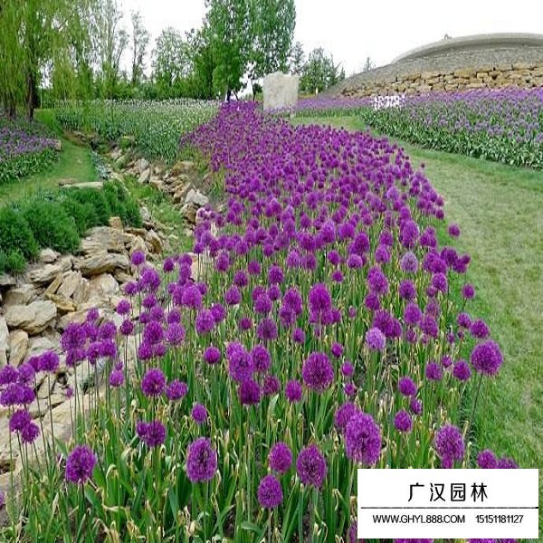 花蔥種子(圖1)