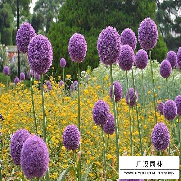 花蔥種子(圖2)