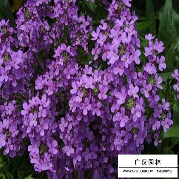 藍香芥種子(圖4)