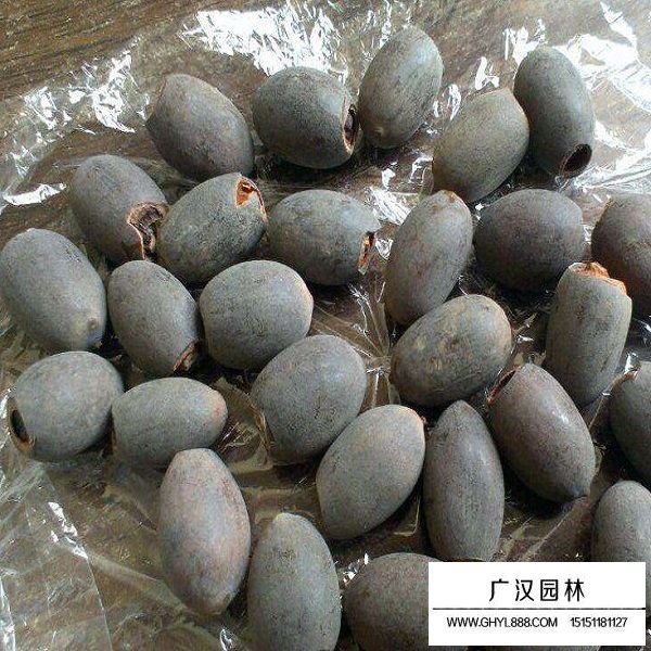 碗蓮種子(圖2)