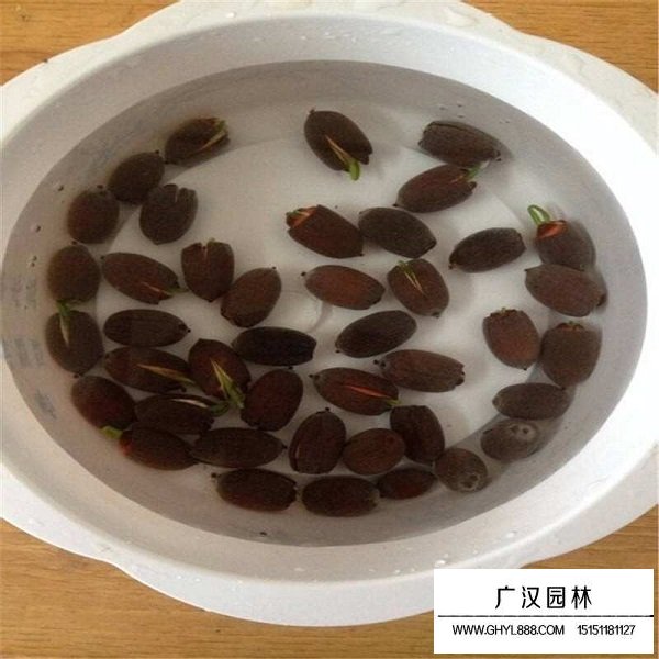 碗蓮種子(圖3)