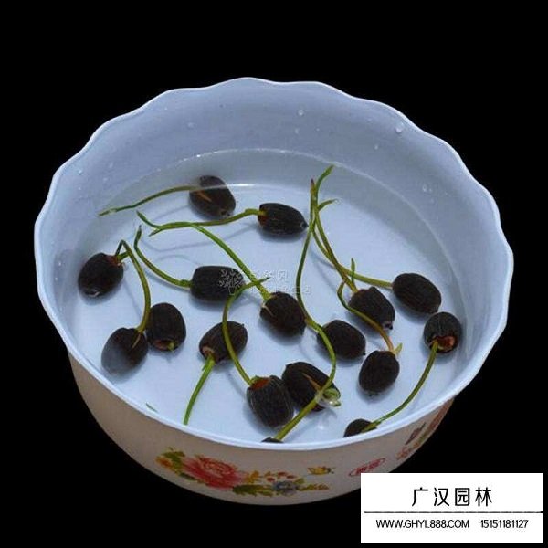 碗蓮種子(圖4)