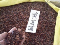 黃菖蒲種子