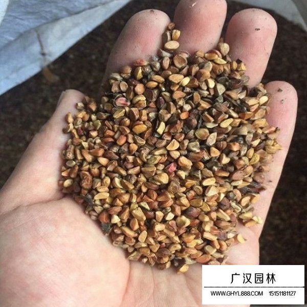 黃刺玫種子(圖1)