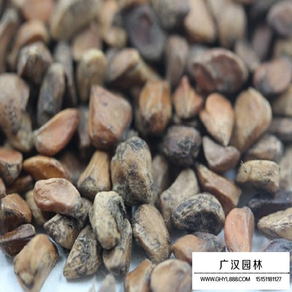 黃刺玫種子(圖2)