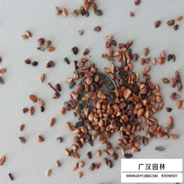 黃刺玫種子(圖3)