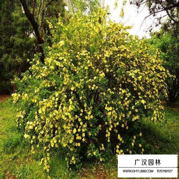 黃刺玫種子(圖4)