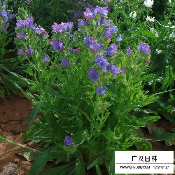 藍薊種子(圖1)