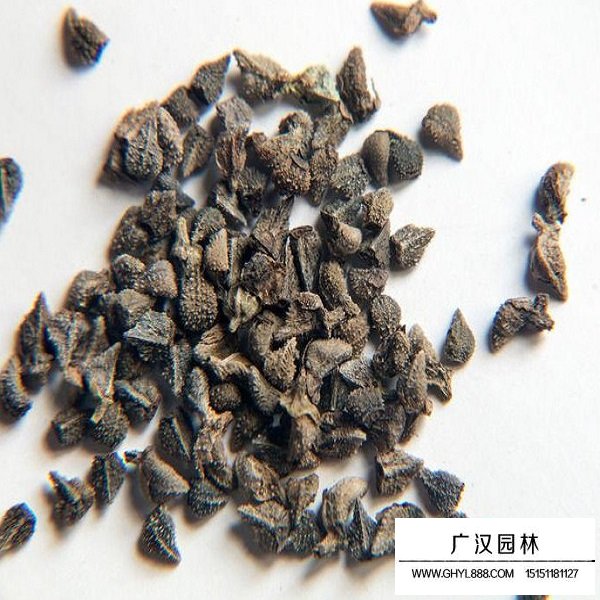 藍薊種子(圖2)