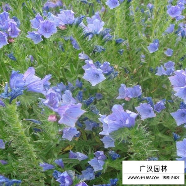 藍薊種子(圖3)