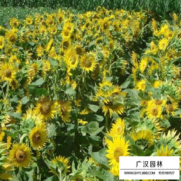 向日葵種子(圖4)