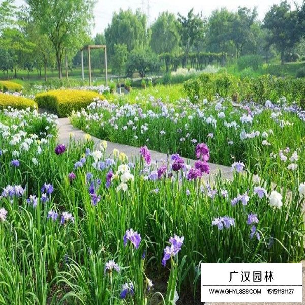 花菖蒲種子(圖2)