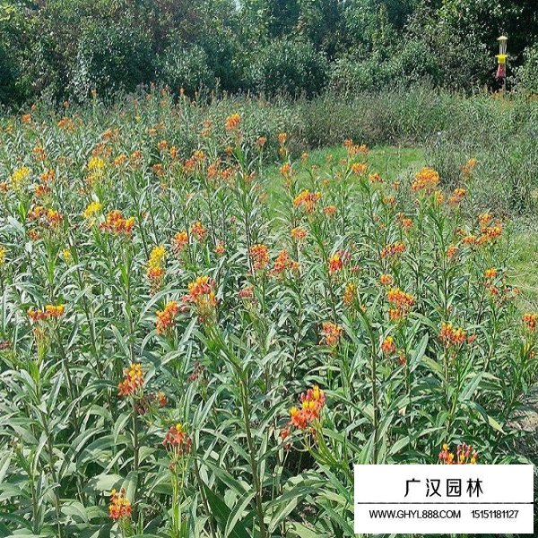 馬利筋種子(圖4)