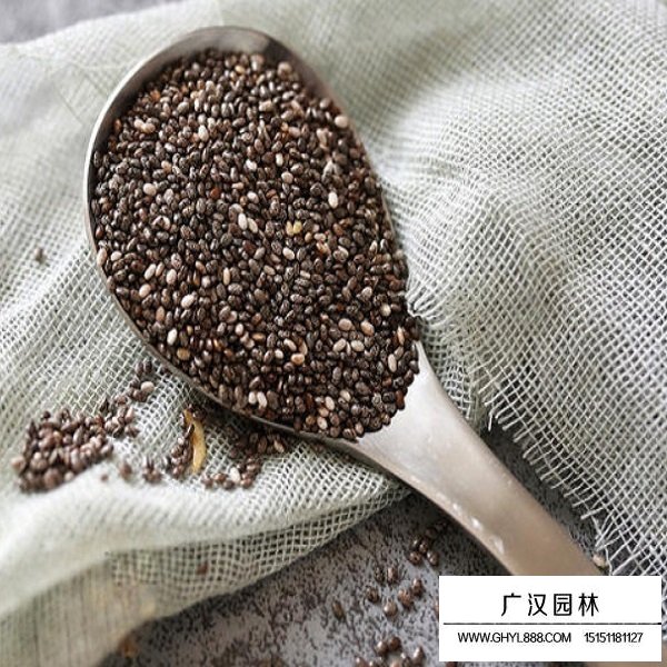 小籽鼠尾草種子(圖1)