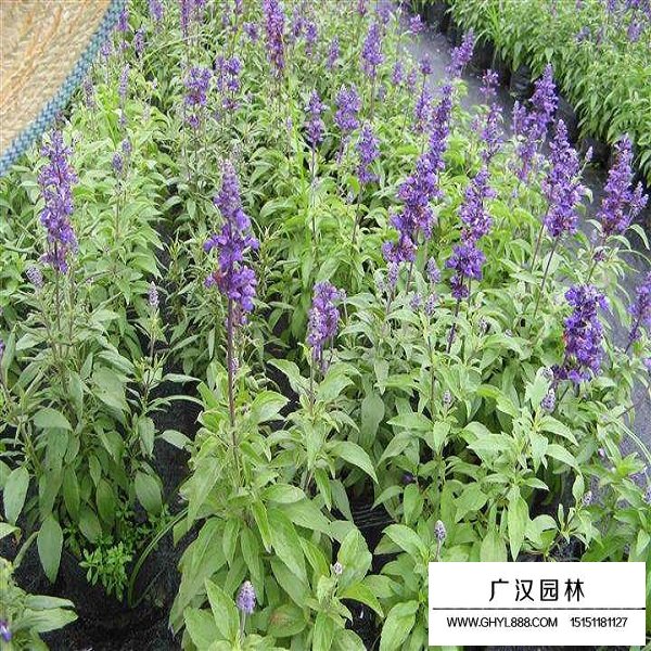 小籽鼠尾草種子(圖2)